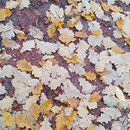 Mike, ���������, 48 ���