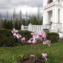       1950-      :   (Magnolia stellata &lsquo;Rosea&rsquo;)    (M. liliiflora &lsquo;Nigra&rsquo;).    (Ann),  (Betty),  (Jane),  (Judy),  (Pinkie),  (Randy),  (Ricki)   (Susan).         :  .    :  4          