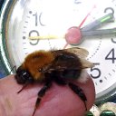  Velvad,  -  12  2018   VELVAD. BUMBLE-BEE HAVE DINNER