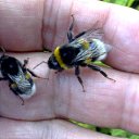  Velvad,  -  12  2018   VELVAD. BUMBLE-BEE HAVE DINNER