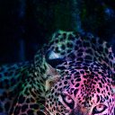 ���� �������, �������, 46 ��� - ��������� 6 ������� 2018 � ������ ���� ����������