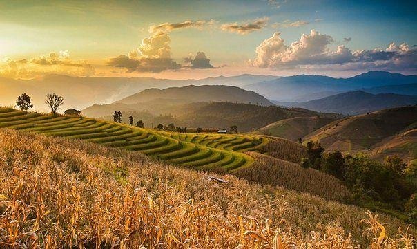 ������� �������, �������.