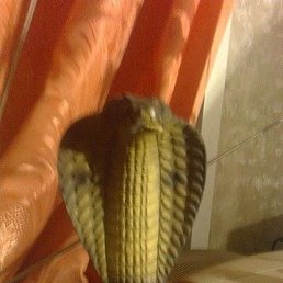 ������, �������, 48 ���