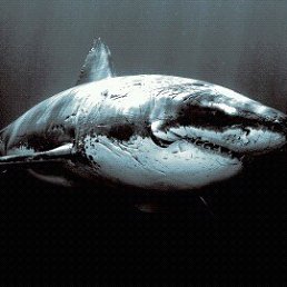 �������, �����������, 41 ���