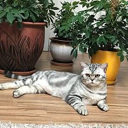 �����, 39 ���, ������