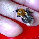  Velvad,  -  12  2018   VELVAD. BUMBLE-BEE. 1