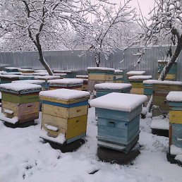 ���� ������, ������, 51 ��� - ��������� 31 ������� 2018