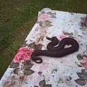 ���� ������, �����-���������, 67 ��� - ��������� 8 ������� 2019 � ������ ���� ����������