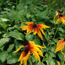  , , 75  -  6  2018    2018