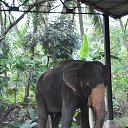 ���� Aru, �������� - ��������� 16 ������� 2018 � ������ �GURUVAYUR, KERALA, INDIA�