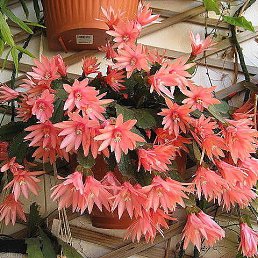 �������, �������, 55 ���