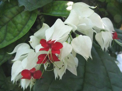     . (Clerodendrum)      ...