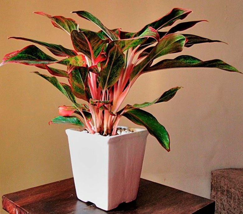 . (Aglaonema)       ,    ... - 2