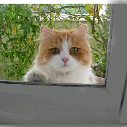 ��������, ������ ��������, 61 ���