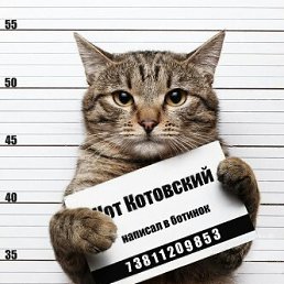 ���� ������, �����, 49 ��� - ��������� 23 ������� 2018