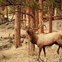  , -, 64  -  9  2019   - 