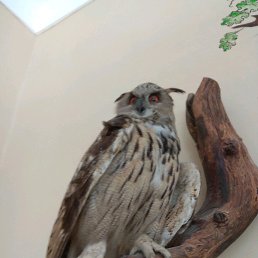 ������, ����, 39 ���