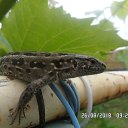 ������� �� ������� ���� ����������