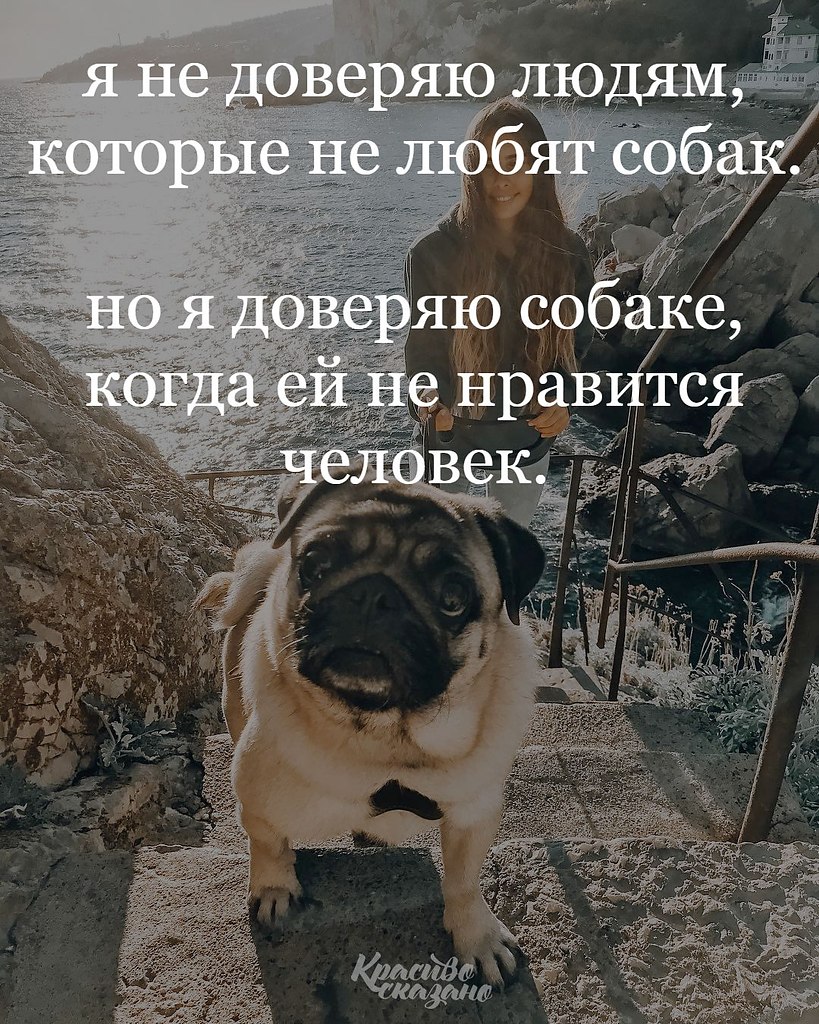 Не доверяешь не работай. Люблю собак. Люди которые не любят собааюк. Люблю людей которые любят собак. Собака не любит людей.