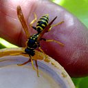 ���� Velvad, ���� - ��������� 12 �������� 2018 � ������ �VELVAD. WASP HAVE DINNER�