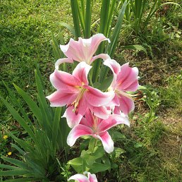 �������.., ������