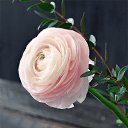 ���� Zaja, ������� - ��������� 4 ������ 2018 � ������ ���� ����������