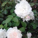 ���� ������, ������, 53 ���� - ��������� 5 ������ 2019 � ������ ���� ����������