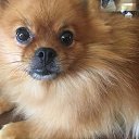 ���� Nika, �������� - ��������� 25 ���� 2018 � ������ ���� ����������