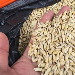 �����, ���������, 38 ���