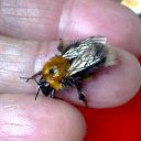  Velvad,  -  12  2018   VELVAD. BUMBLE-BEE. 1