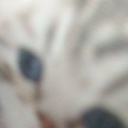 ���� �����, ������, 37 ��� - ��������� 2 ������� 2018