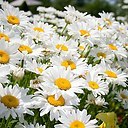 ���� ������..)), ������, 52 ���� - ��������� 10 ������� 2018 � ������ ���� ����������