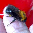  Velvad,  -  12  2018   VELVAD. BUMBLE-BEE. 1