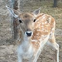 ��� ����� ���������-������� ����� � ������������� �������� �� ������� ���� ����������