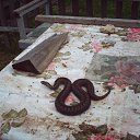 ���� ������, �����-���������, 67 ��� - ��������� 8 ������� 2019 � ������ ���� ����������