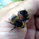  Velvad,  -  12  2018   VELVAD. BUMBLE-BEE HAVE DINNER