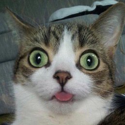 �, ������