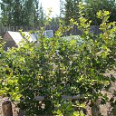 ���� ����, �����������, 54 ���� - ��������� 8 ������� 2018 � ������ ���� ���