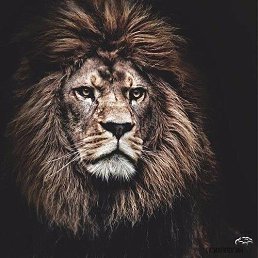 Ardon, ������, 28 ���