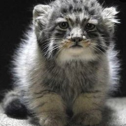 ���� ������, �������, 45 ��� - ��������� 3 ������� 2018