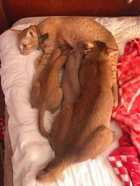 - Сынок, кажется, тебе пора жить отдельно... - Ну, мам!