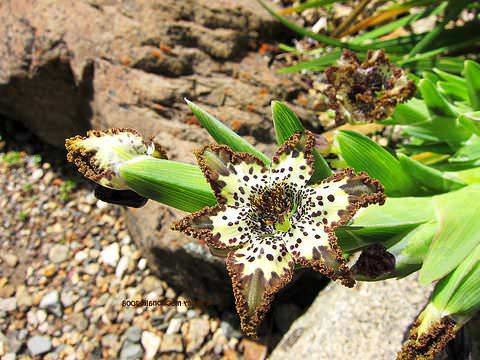 Ferraria schaeferi