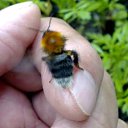  Velvad,  -  12  2018   VELVAD. BUMBLE-BEE HAVE DINNER