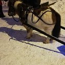 ���� Sanija, ������, 63 ���� - ��������� 21 ������� 2018 � ������ ���� ����������