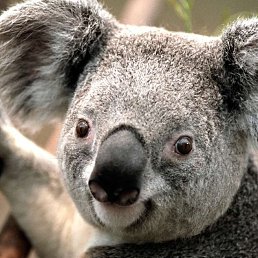 ������ ������, �������, 25 ���