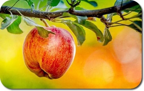 7 причин, по которым нужно есть яблоки.1. Яблоки защищают от болезни Альцгеймера.2. Яблоки служат ...