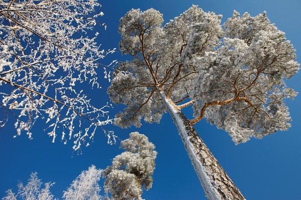 � ������ ����� ����. ��� ��� ��������� � ����, ���� �� �����. � The Verge: Google ����� ������� ...