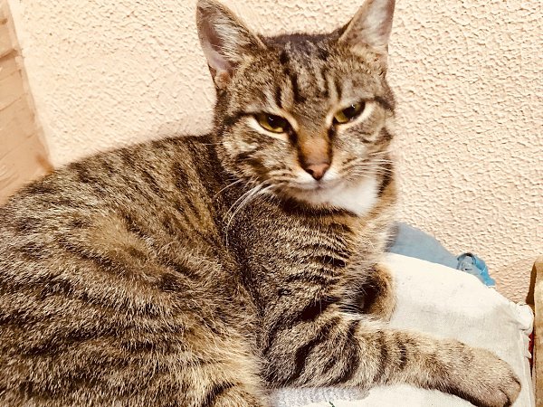 #Безкота_добро. Это наши коты и кошечки все найденыши) подарили себе счастье, не прошли мимо) - 4