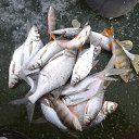 ���� ������, ������, 57 ��� - ��������� 17 ������ 2018 � ������ ���� ����������