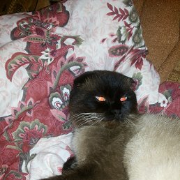 �������, ����������, 38 ���